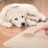 carpet cleaning in NY, carpet cleaning in new york, carpet cleaning NY, carpet cleaners in NY, carpet cleaners in new york, commercial carpet cleaning, commercial carpet cleaning in NY, NY rug cleaners, rug cleaning services in NY, same day carpet cleaning, same day rug cleaning